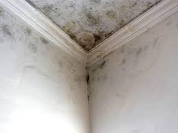 Best Attic Mold Removal in Charlotte Hall, MD