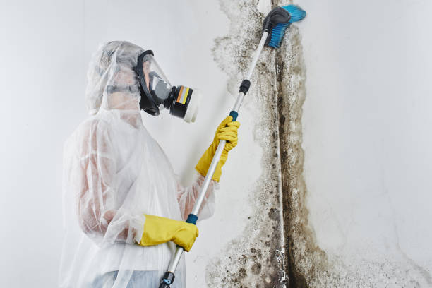 Best Residential Mold Inspection & Testing in Charlotte Hall, MD